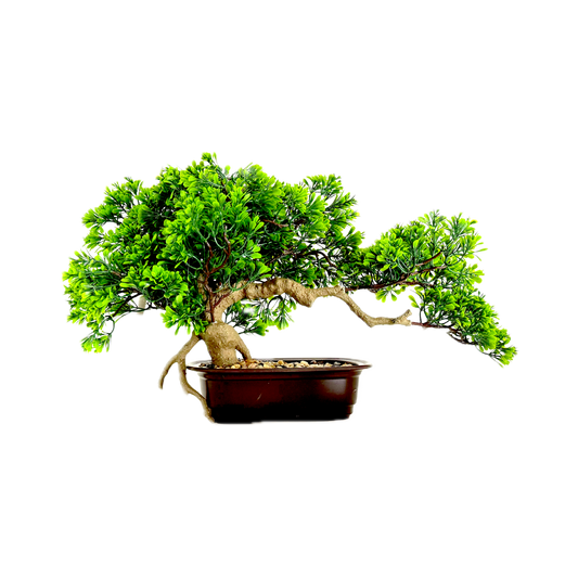The Tranquil Bonsai: Nature’s art, sculpted in stillness.