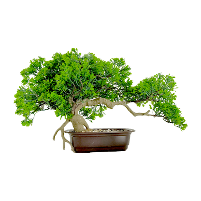 The Tranquil Bonsai: Nature’s art, sculpted in stillness.